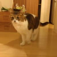 ネコの日。