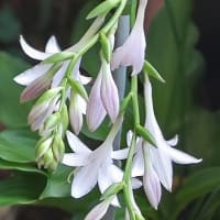七千三日目の朝。六月の風にゆれながら擬宝珠三輪咲いて