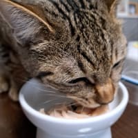 スペシャルごはん！