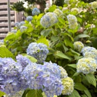 紫陽花が咲いていました