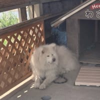 第４回みちのく津軽ジャーニーラン　完走記録