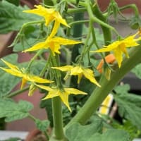 通りすがりに見た花々と庭に咲いた花たち