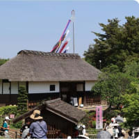 昭和記念公園のネモヒィラ