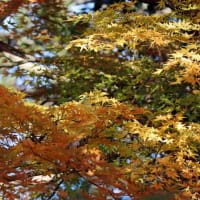 今年も待降節が始まっています