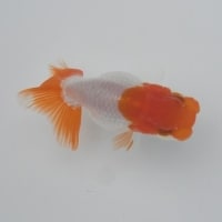 2歳魚会