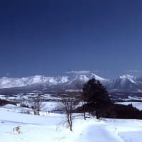 富良野地区の冬の風景