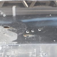 雑種になるけどお気に入りの子達