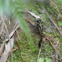 サラサヤンマ（更紗蜻蜓）