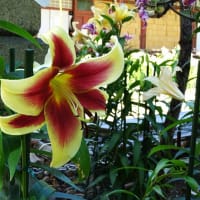 松尾寺のカサブランカ