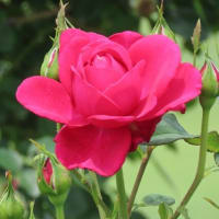 東京ドイツ村　薔薇