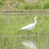 亜麻色のアマサギ