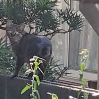  7月6日（日）ももちゃん脱走？！