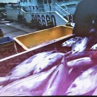 千葉・勝浦のカツオ豊漁