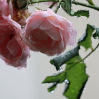 6/10　めぐり～雨上がりの朝💧