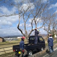 桜並木の保全活動ボランティア
