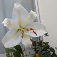 カサブランカ咲きました✨