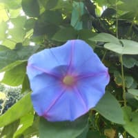 2025年7月7日…七夕に小暑…（;´▽｀A``　危険な暑さだぁ～