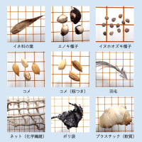 八王子市の滝山保全地域のタヌキの食性