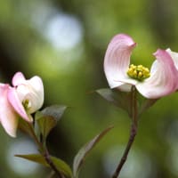ハナミズキの花