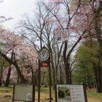 札幌にいます（3日目）円山公園のお花見