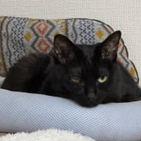 ブログ引越し作業中６日目