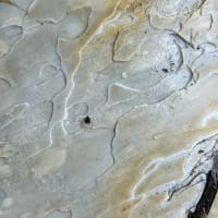 常宿のホール床に化石入りの石灰岩