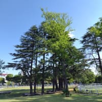 　アンズ　知らなかった