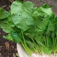 5月9日・バジル播種！