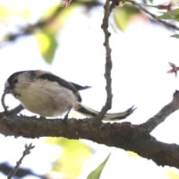 エナガ採餌中