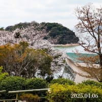 蒲郡クラシックホテルの桜