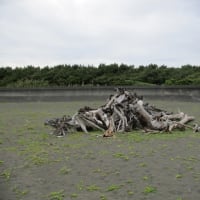 大磯海岸をぶらぶら-------豪雨の後だったので流木が沢山有りました