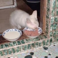 メキシコのキャットレスキュー：痛みで泣いている惨めな子猫は救出された