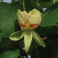 ユリノキ開花！～梅小路定点散歩2025/5中旬