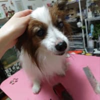 断髪