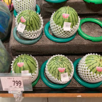 ミニ西瓜🍉