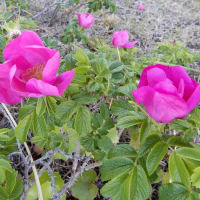 横浜港の花