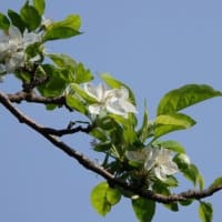 ヒメリンゴ　〈姫林檎の白い花  2024〉　