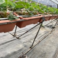 暑かった