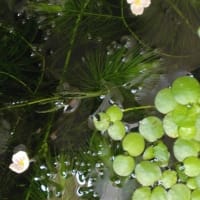 夏式生活の開始