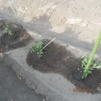 夏野菜の定植