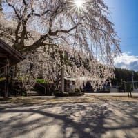 森山神社の桜を撮影