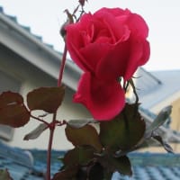 今年も残り少なくなりました