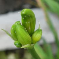 梅雨花の写真です