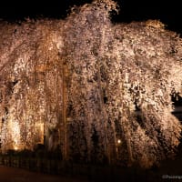 長野県飯田市の夜桜