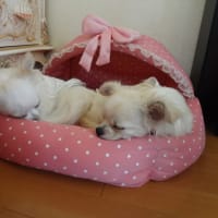 同じ格好でねんねZZｚｚｚｚ