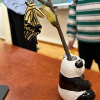アゲハが羽化した
