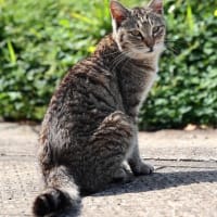 九州F島の猫たち　2025年4月　その3