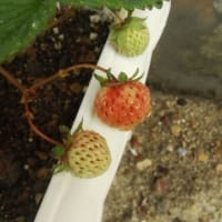 ゴールデンウィークですね。仕事です。