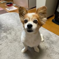 日替り