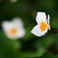 ニガイチゴとシラユキゲシそして三輪の二輪草